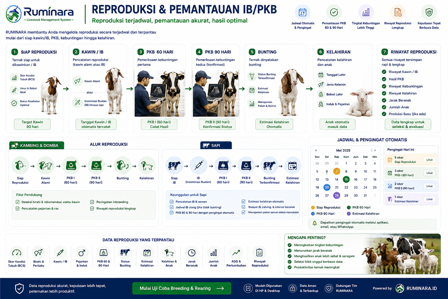 Alur reproduksi, IB, PKB, kebuntingan, dan kelahiran ternak pada aplikasi RUMINARA